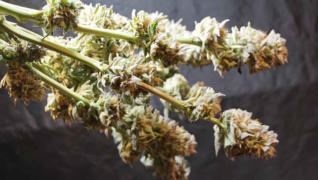 Growreport Bild 13
