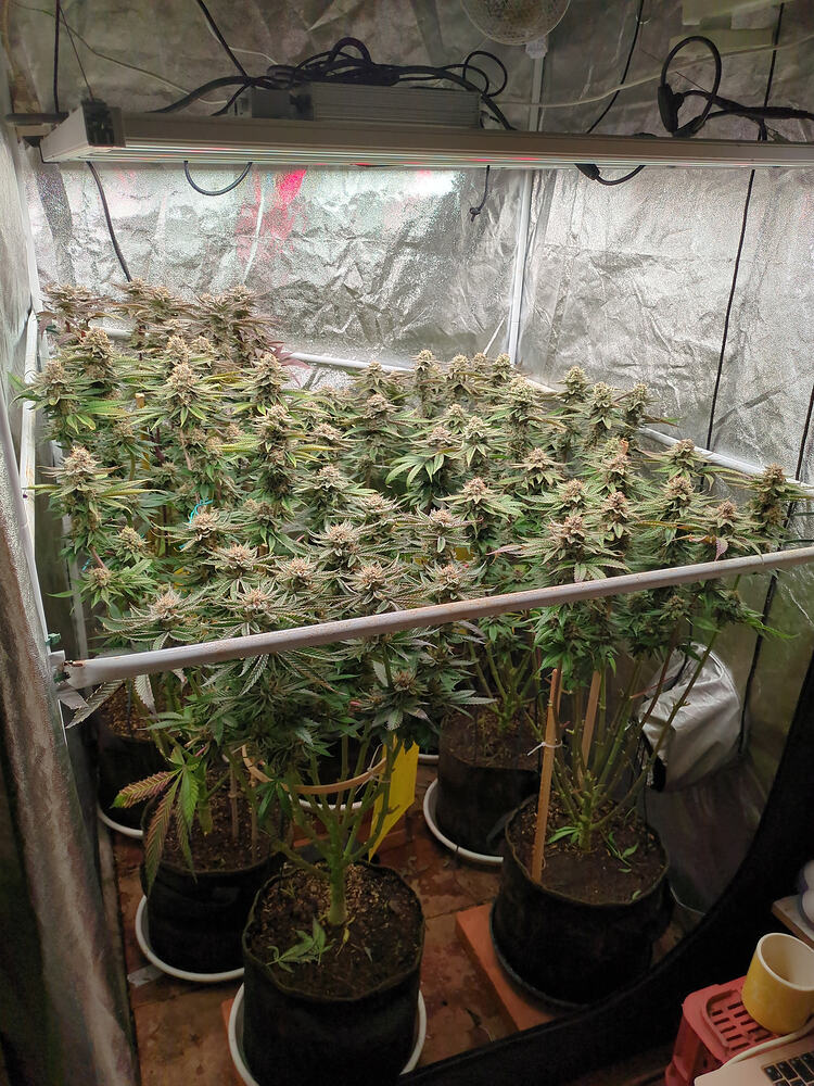 Growreport Bild 4