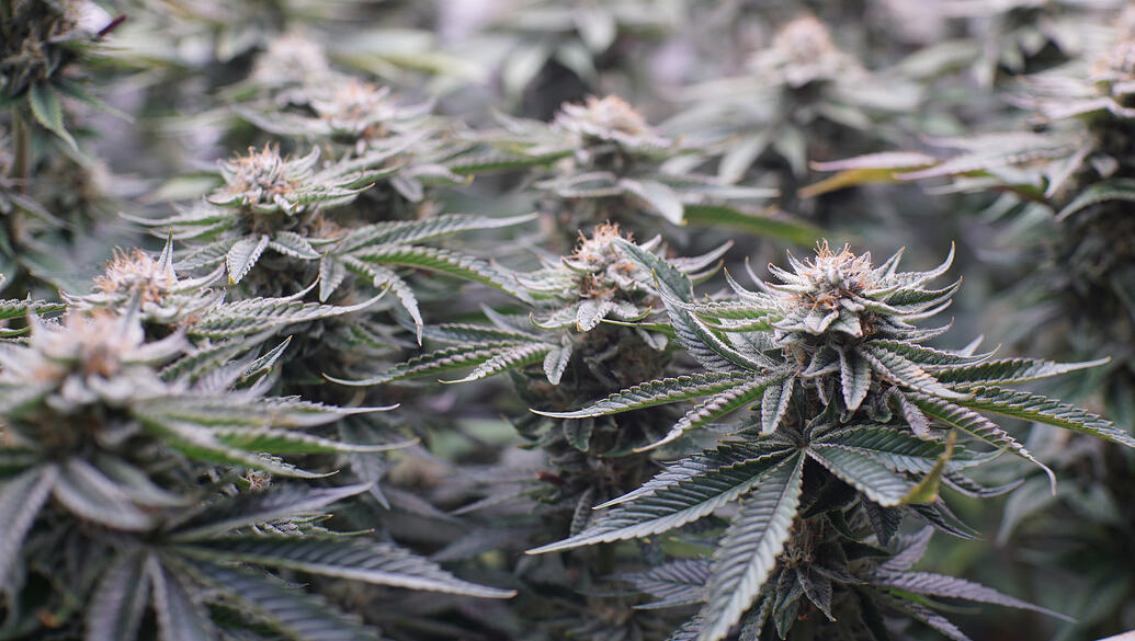 Growreport Bild 3