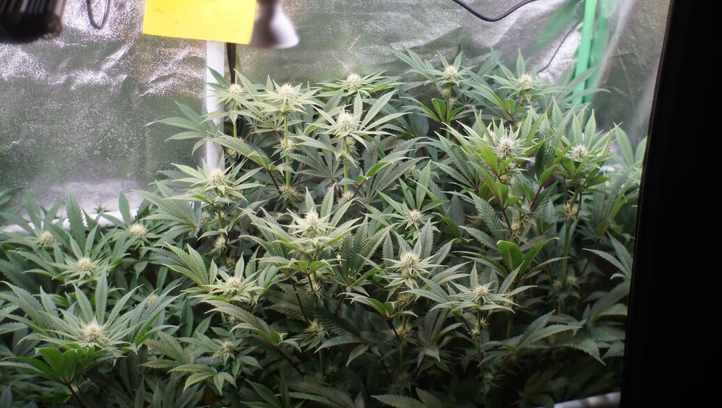 Growreport Bild 10