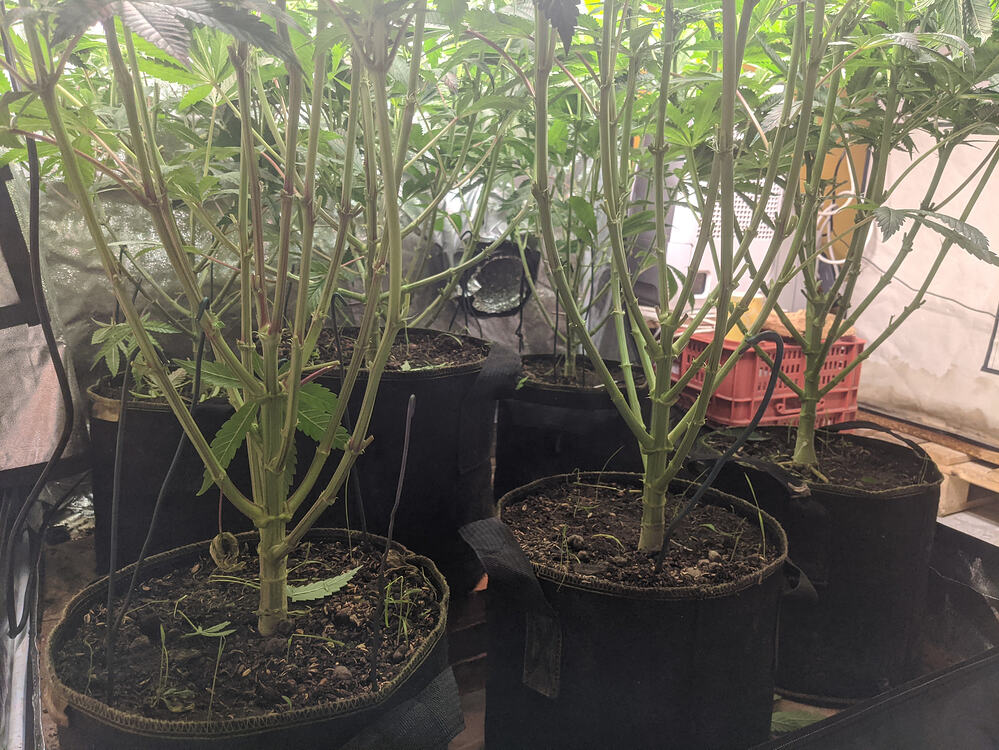 Growreport Bild 4