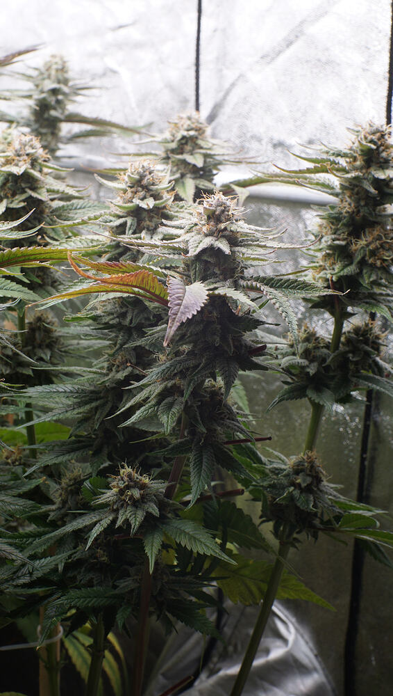 Growreport Bild 20