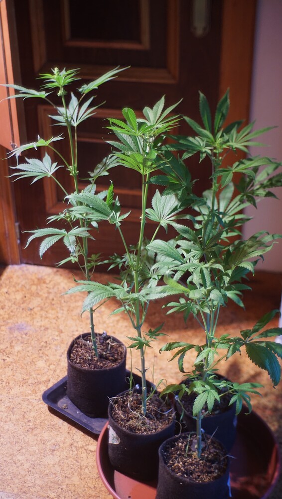 Growreport Bild 6