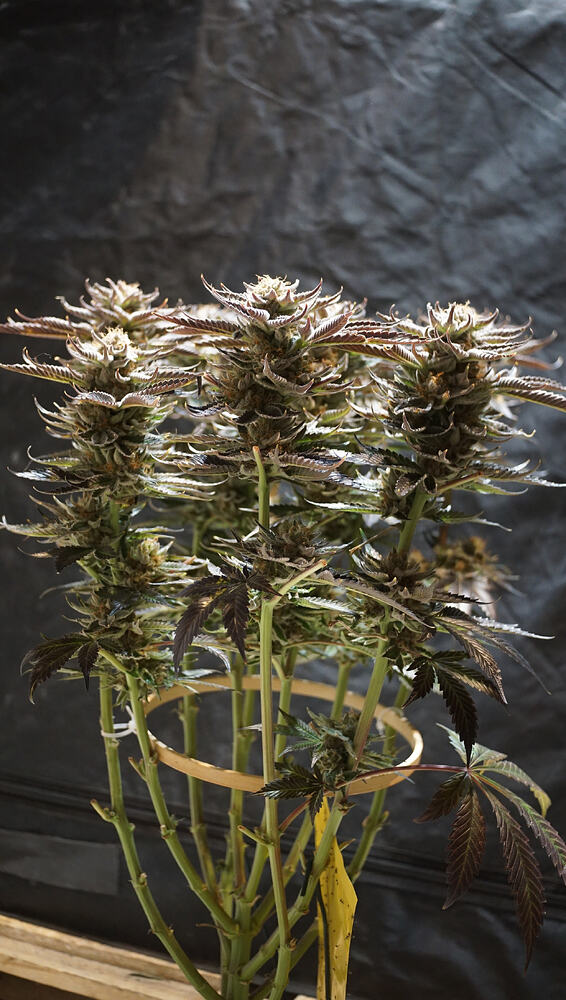 Growreport Bild 12