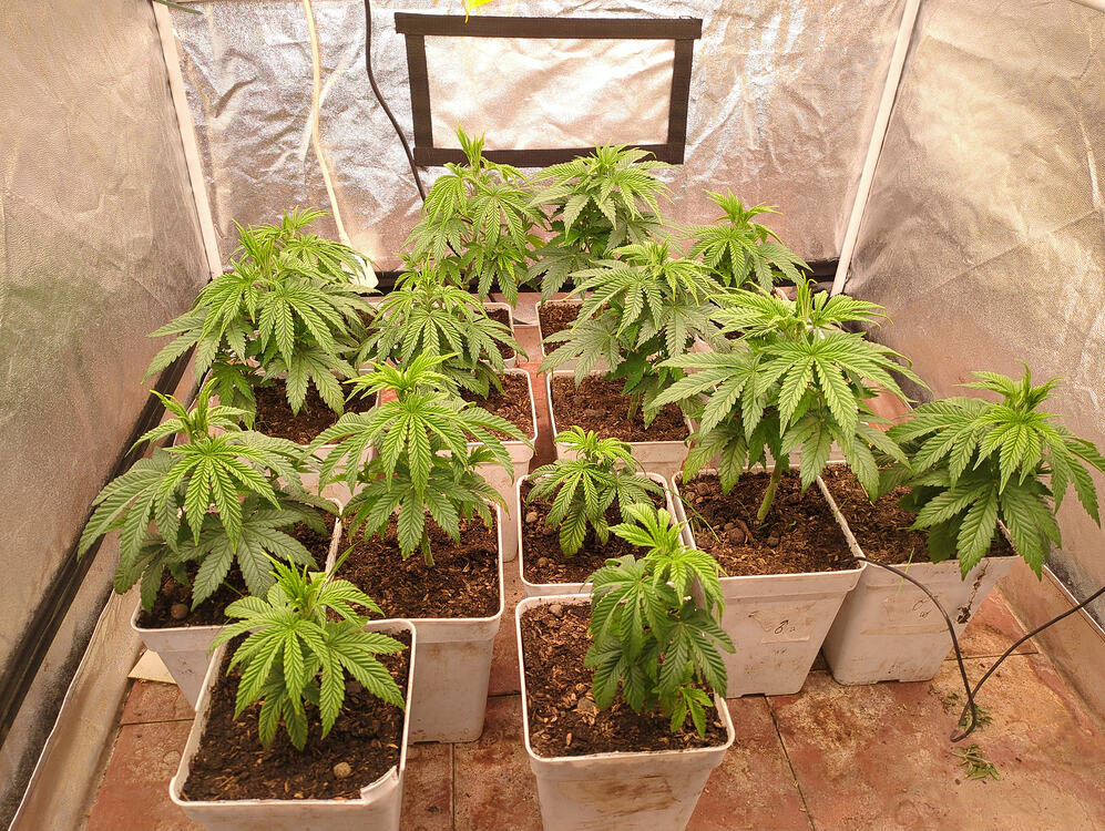 Growreport Bild 1