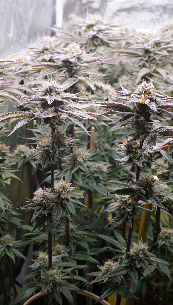 Growreport Bild 23