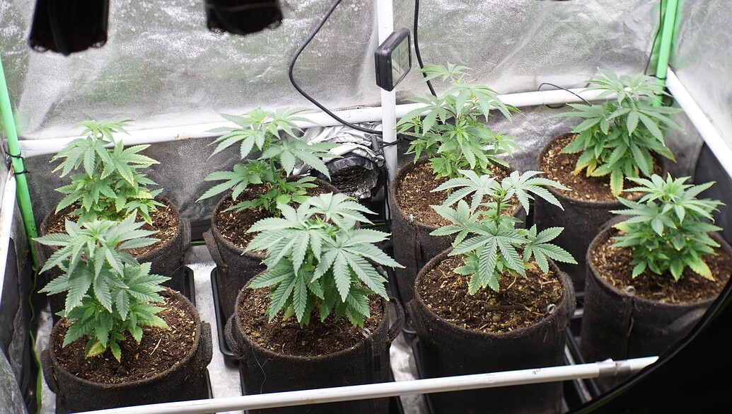 Sechs junge Cannabispflanzen in schwarzen Stofftöpfen in einem Growzelt.