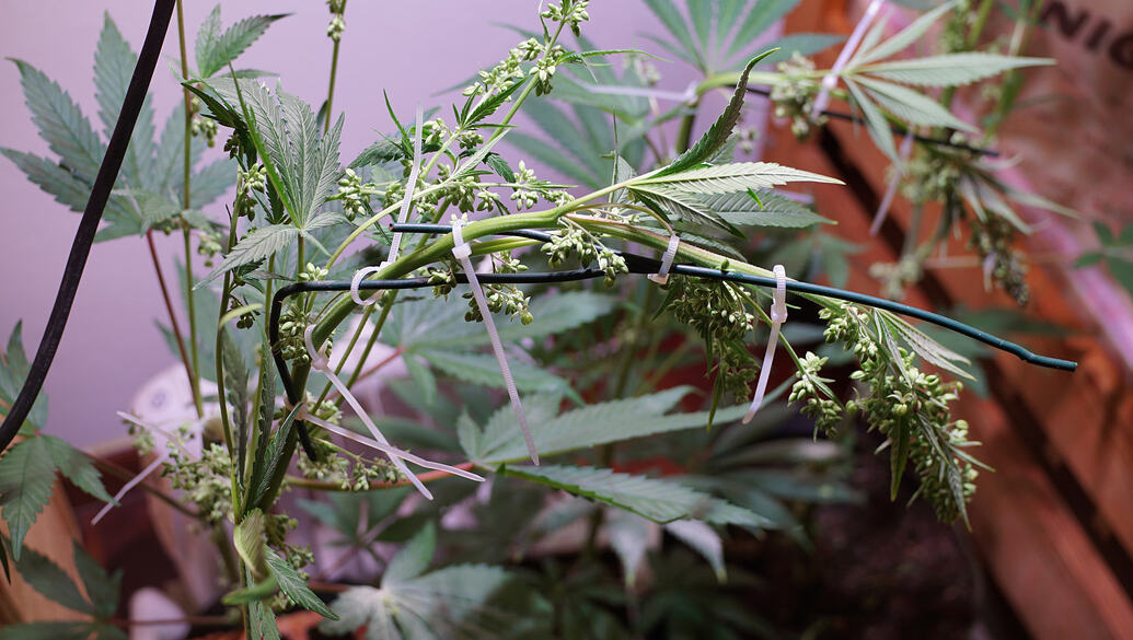 Growreport Bild 8