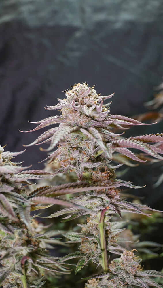Growreport Bild 18