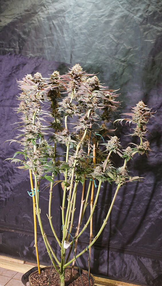 Growreport Bild 13