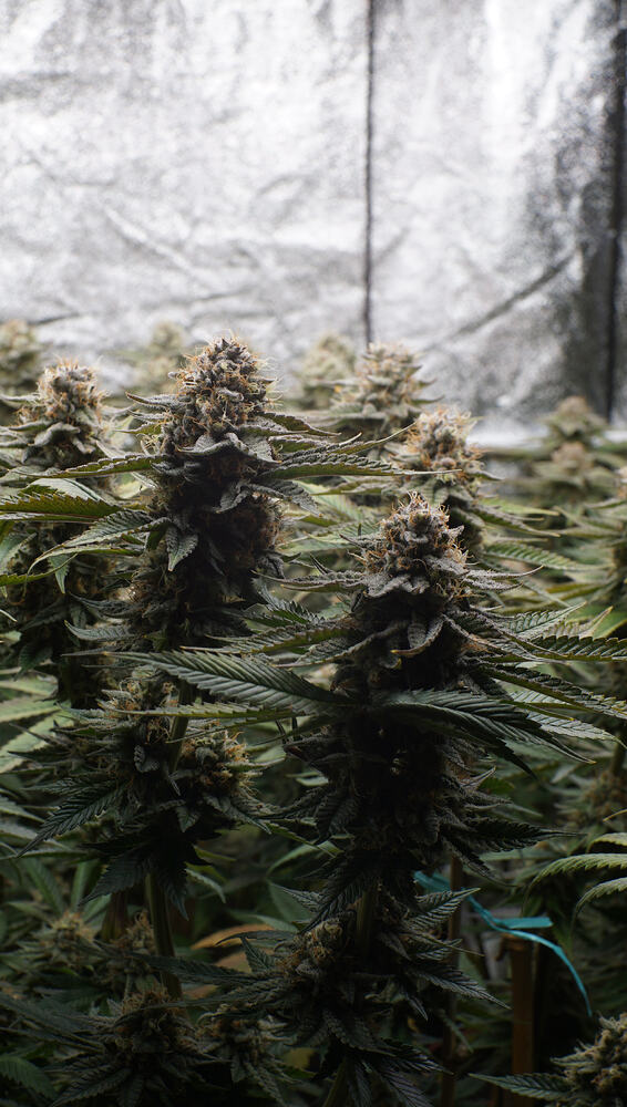 Growreport Bild 24