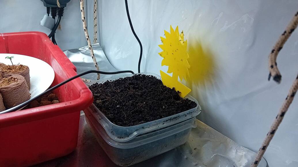 Ein kleiner Cannabis-Sämling in einem Anzuchttopf neben einer Saatschale mit Erde und einer gelben Klebefalle in einem Growzelt.
