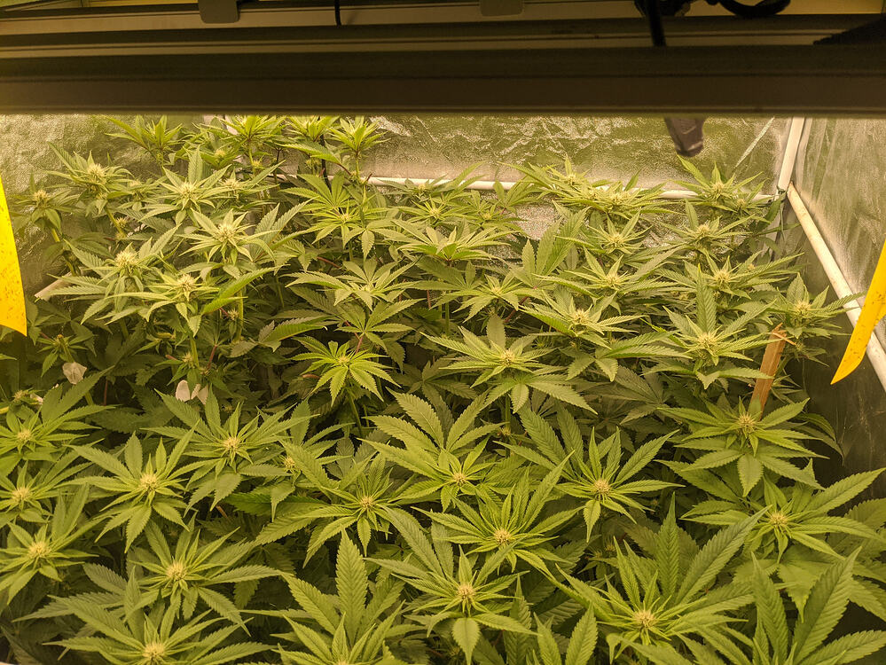 Growreport Bild 14