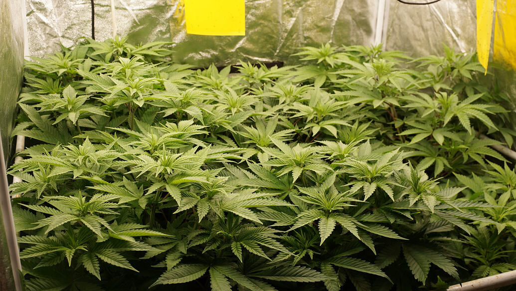 Growreport Bild 2