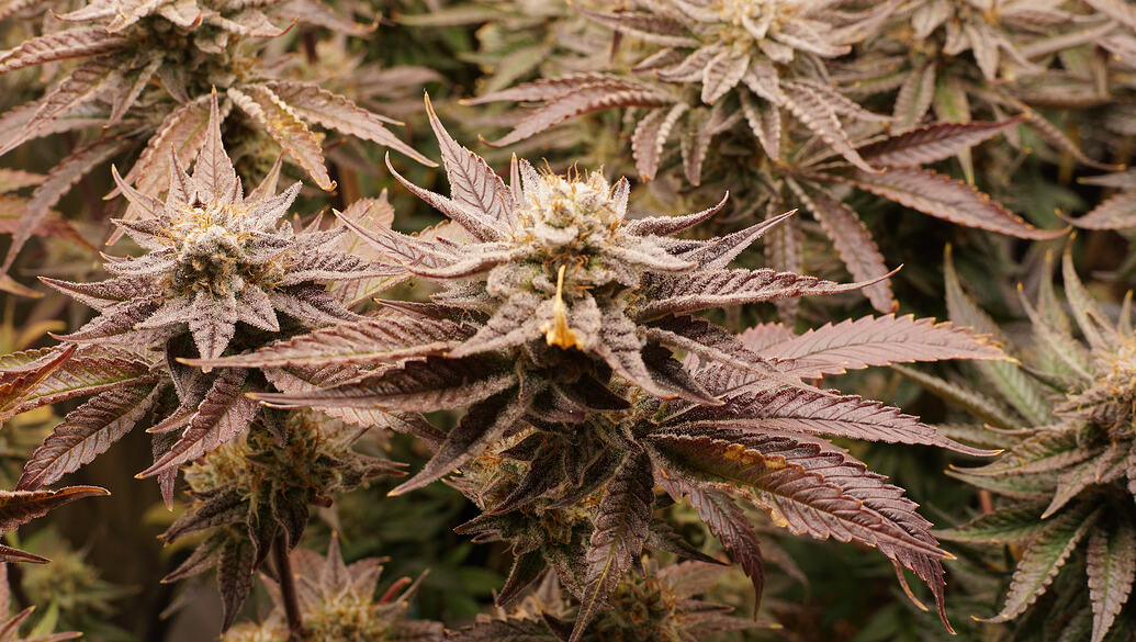Growreport Bild 15