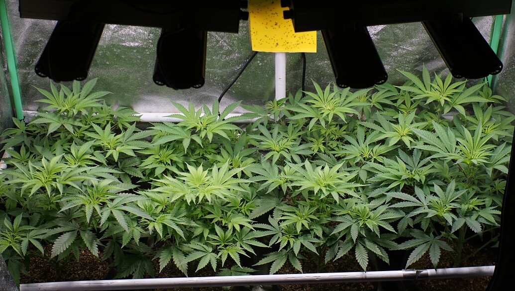 Blick in ein Growzelt mit mehreren jungen Cannabispflanzen unter LED-Beleuchtung.