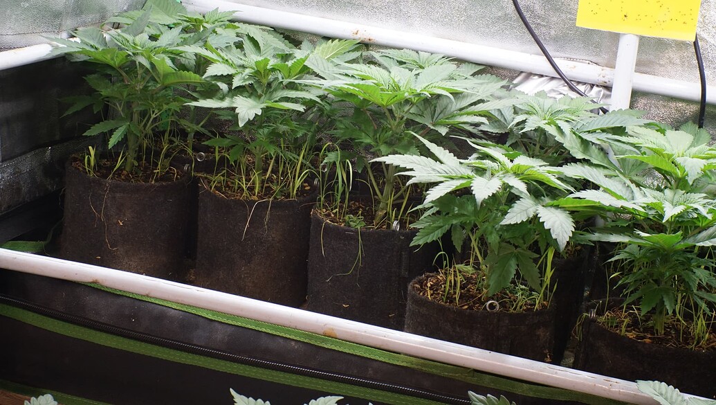 Growreport Bild 10