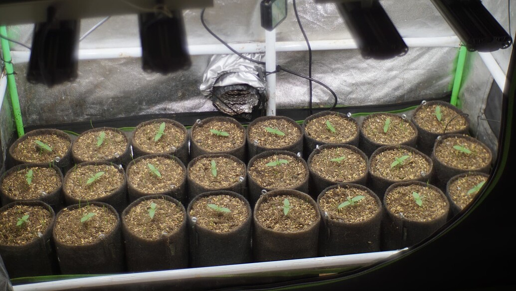 Viele kleine Cannabissämlinge in kleinen Stofftöpfen in einer Growbox unter LED-Beleuchtung.