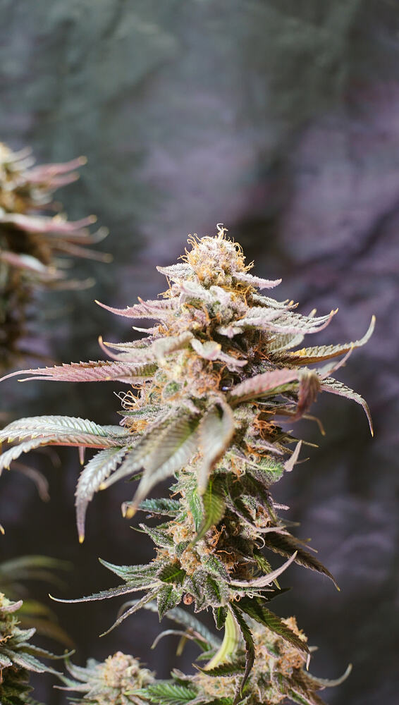 Growreport Bild 4