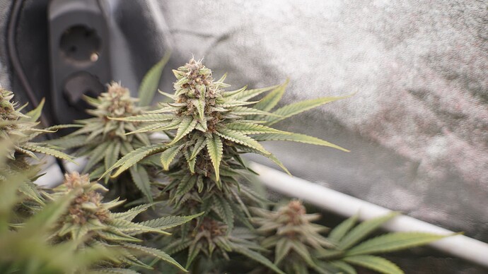 Nahaufnahme von Cannabis-Blüten in einer Growbox mit einer Steckdosenleiste im Hintergrund.