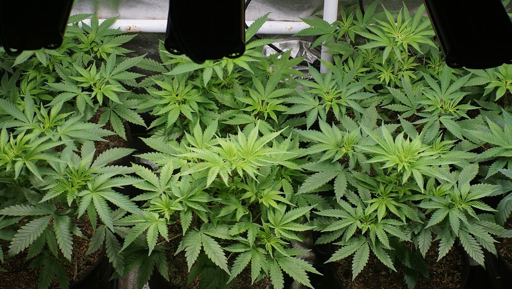 Growreport Bild 6