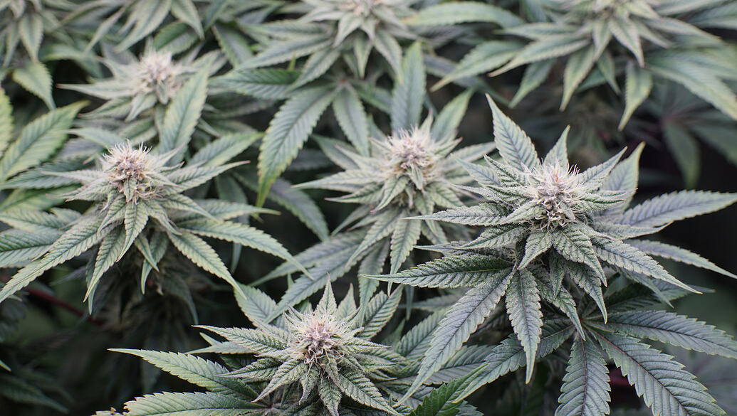 Growreport Bild 2