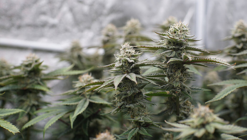 Growreport Bild 6