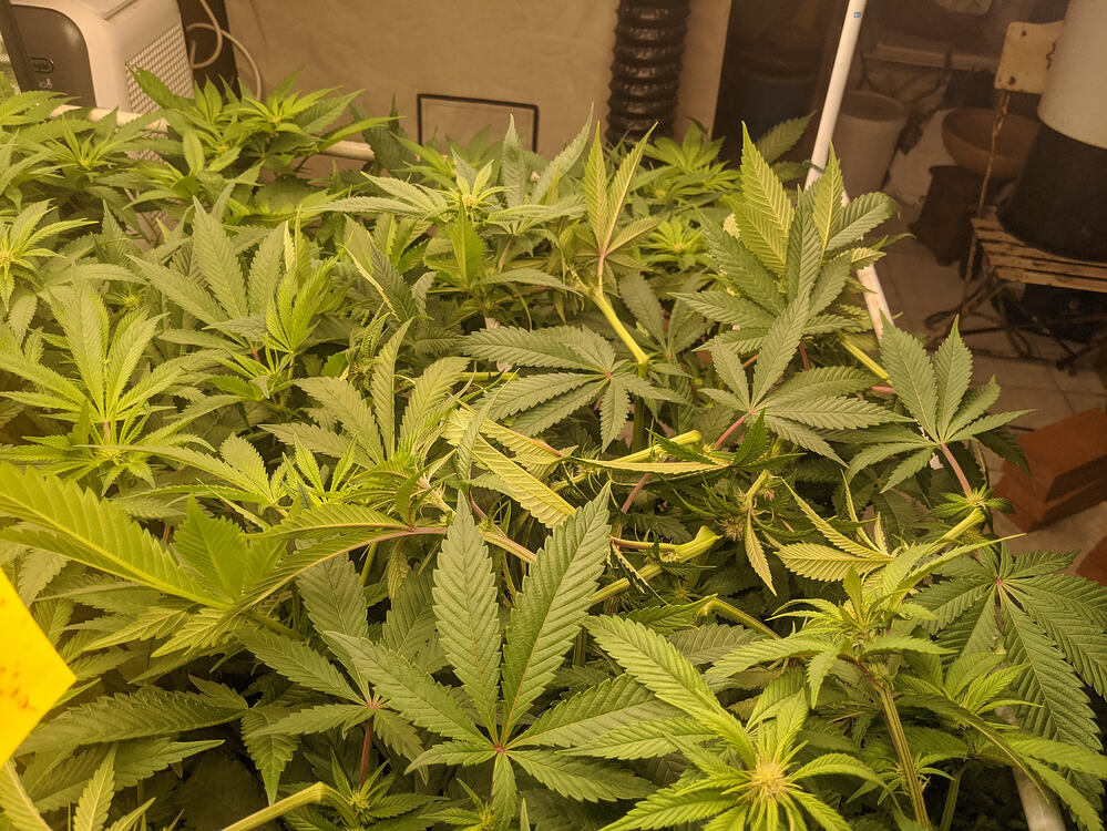 Growreport Bild 5