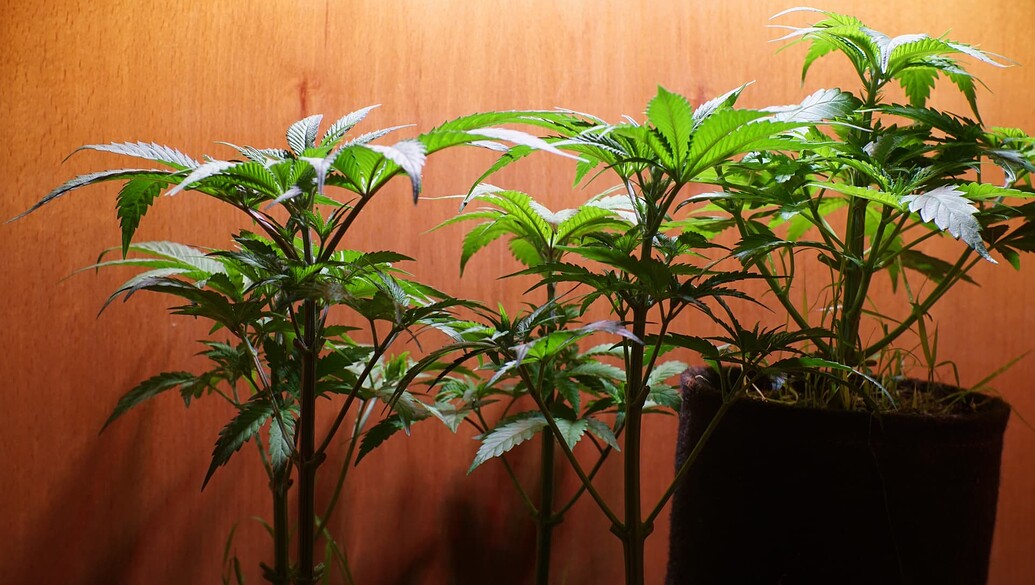 Growreport Bild 15