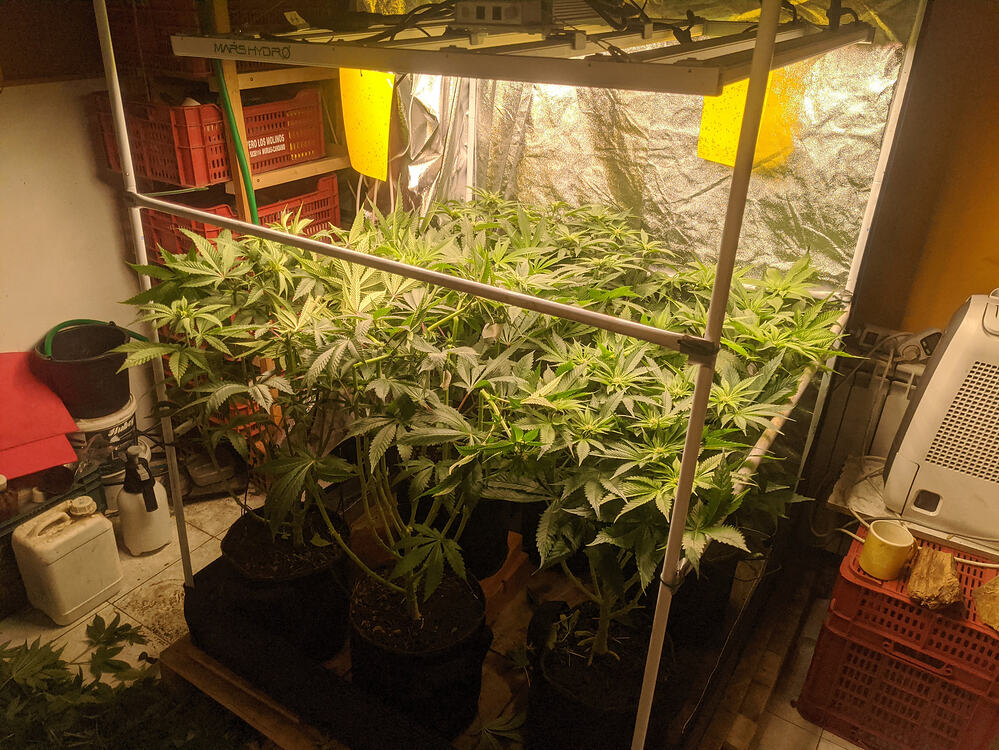 Growreport Bild 3