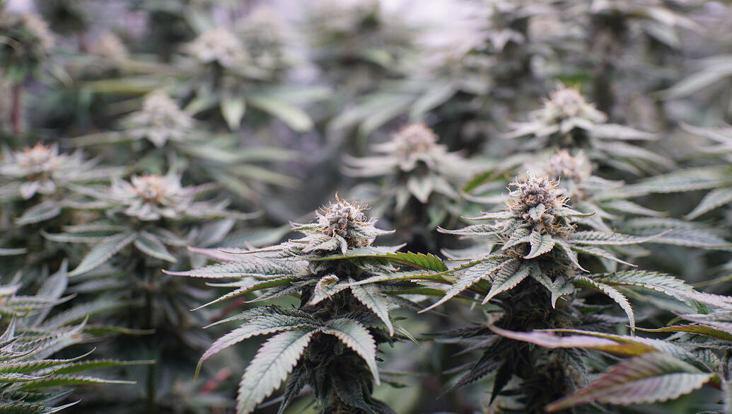 Growreport Bild 1