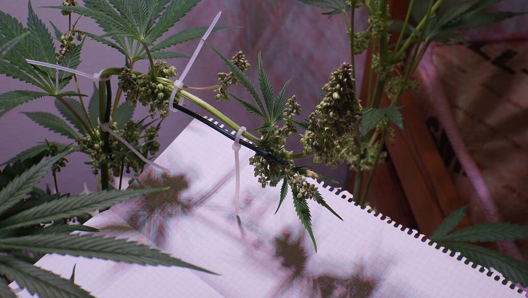 Growreport Bild 1