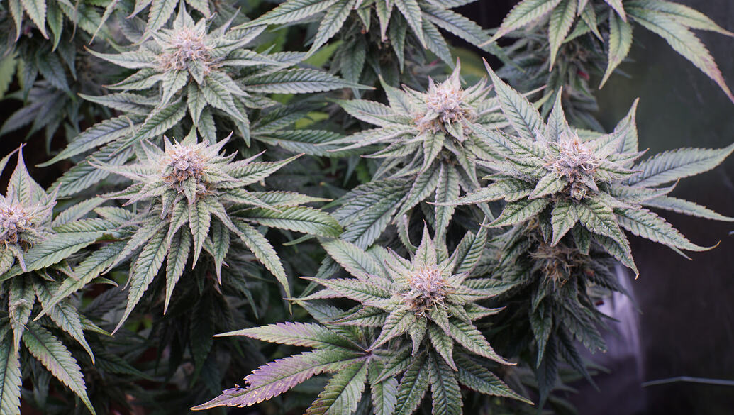 Growreport Bild 11