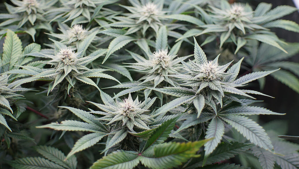 Growreport Bild 10