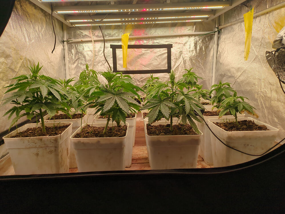 Growreport Bild 4