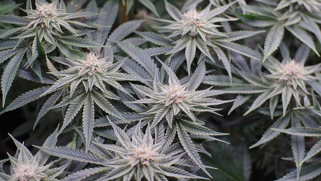 Growreport Bild 4
