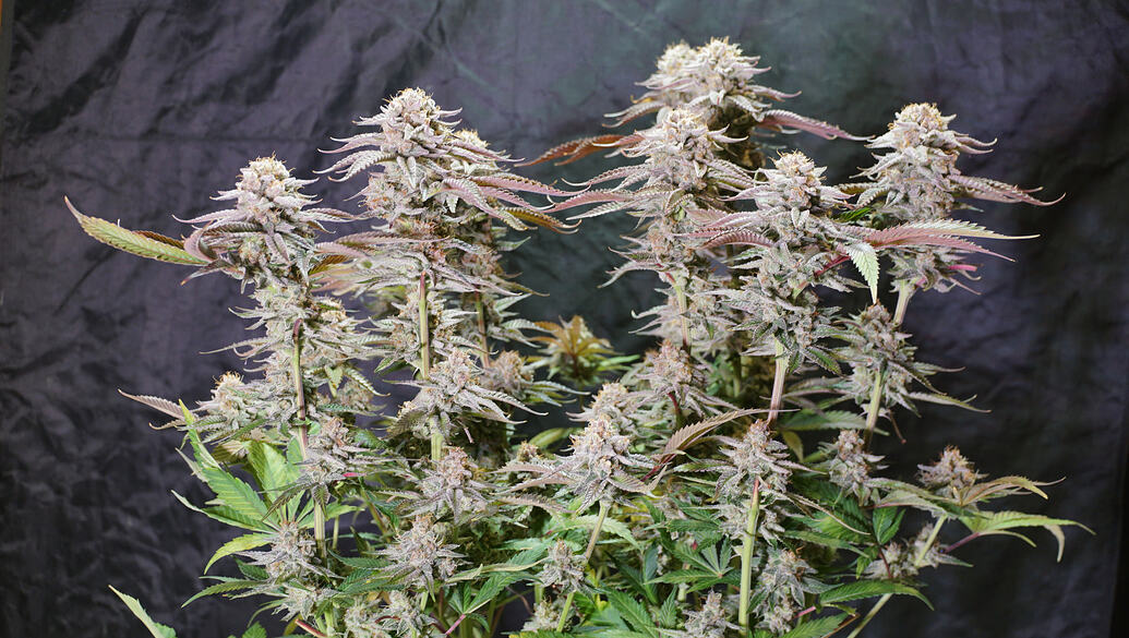Growreport Bild 19