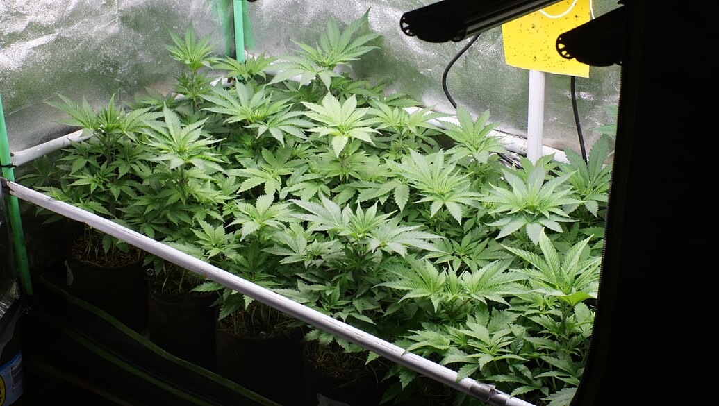 Growreport Bild 7