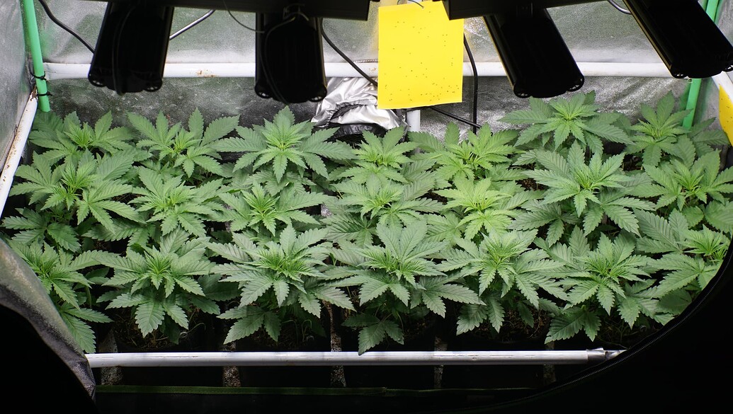 Growreport Bild 8