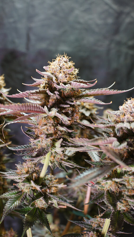 Growreport Bild 6