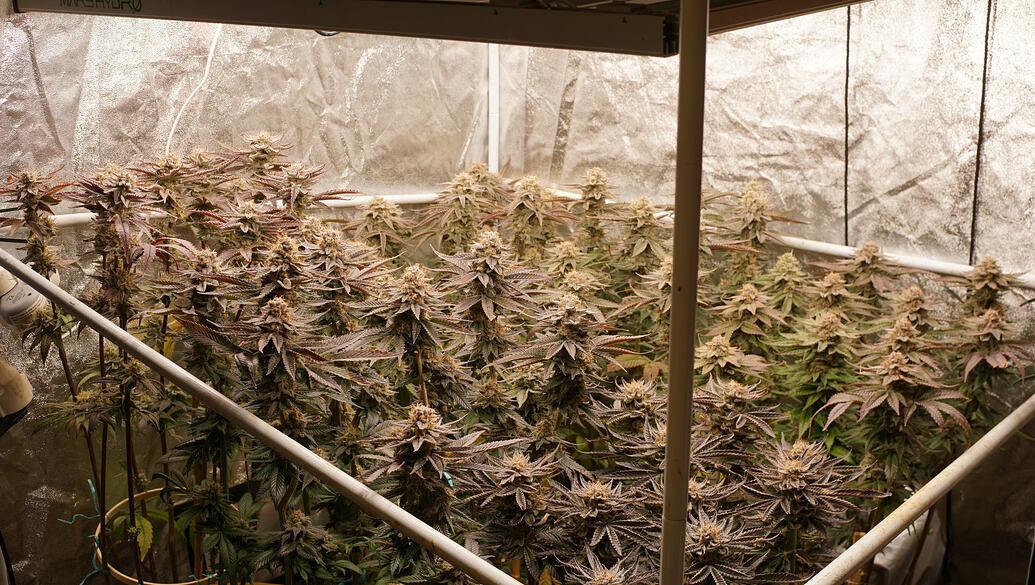 Growreport Bild 14