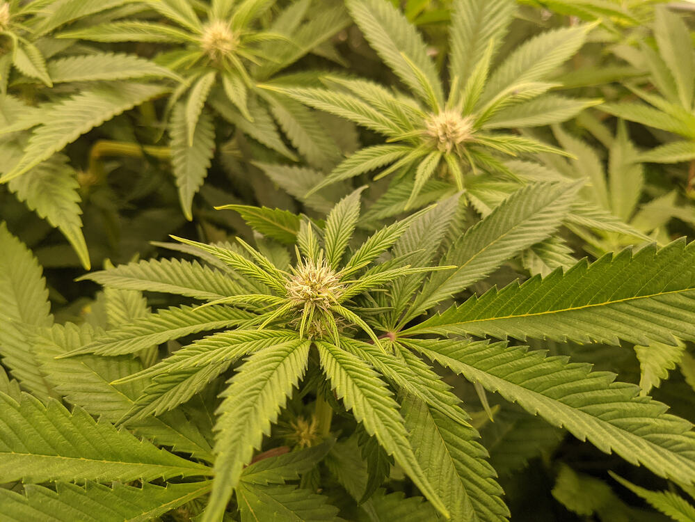 Growreport Bild 13