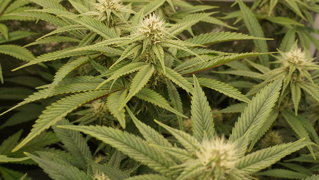 Growreport Bild 12
