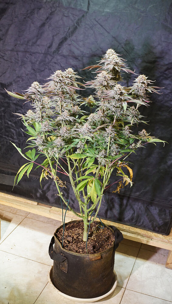 Growreport Bild 17
