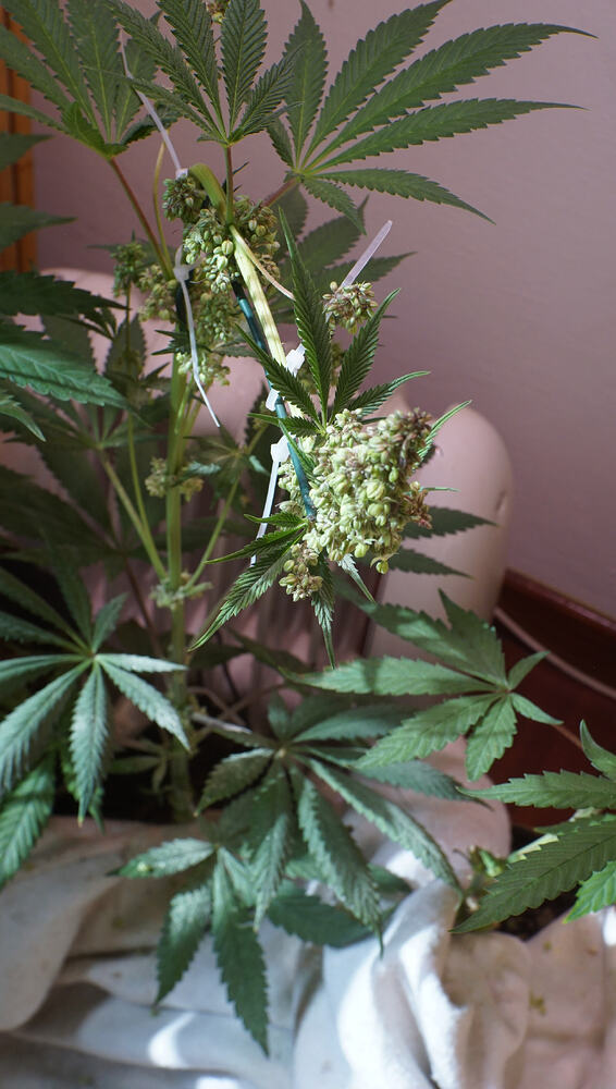 Growreport Bild 7