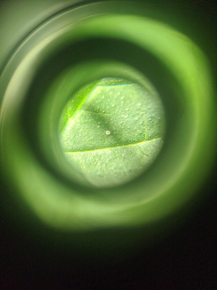 Mikroskopische Aufnahme eines Cannabisblattes mit kleinen weißen Ablagerungen.