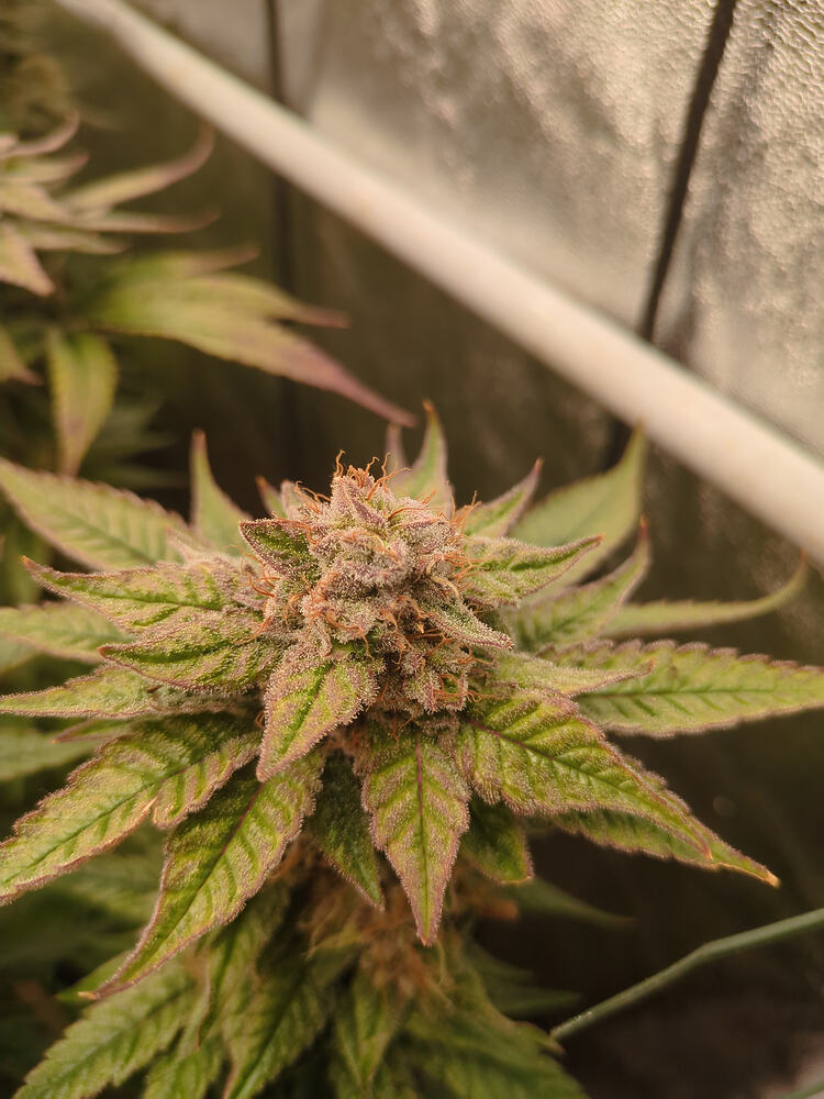 Growreport Bild 8