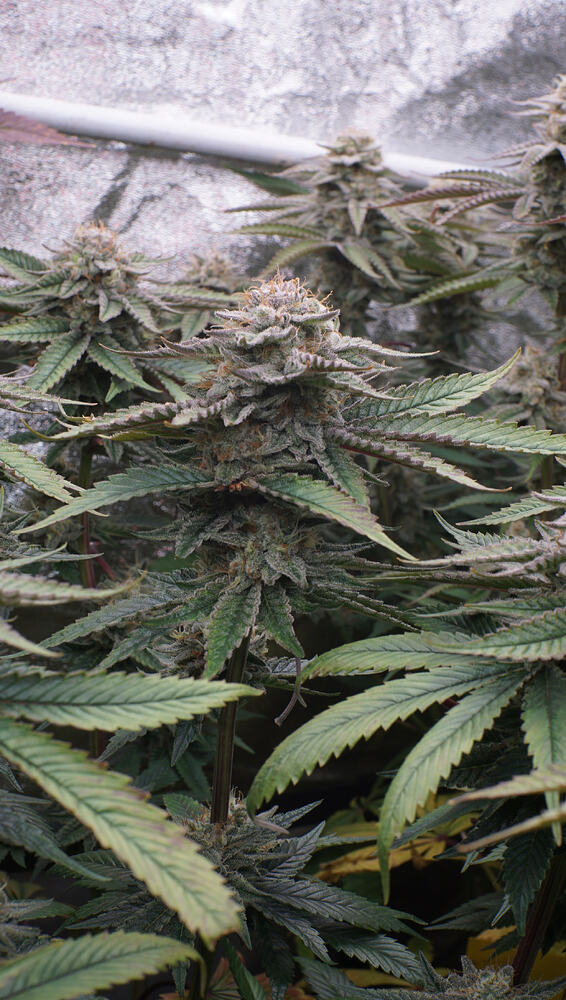 Growreport Bild 21