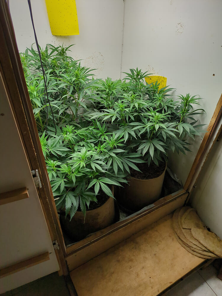 Growreport Bild 4