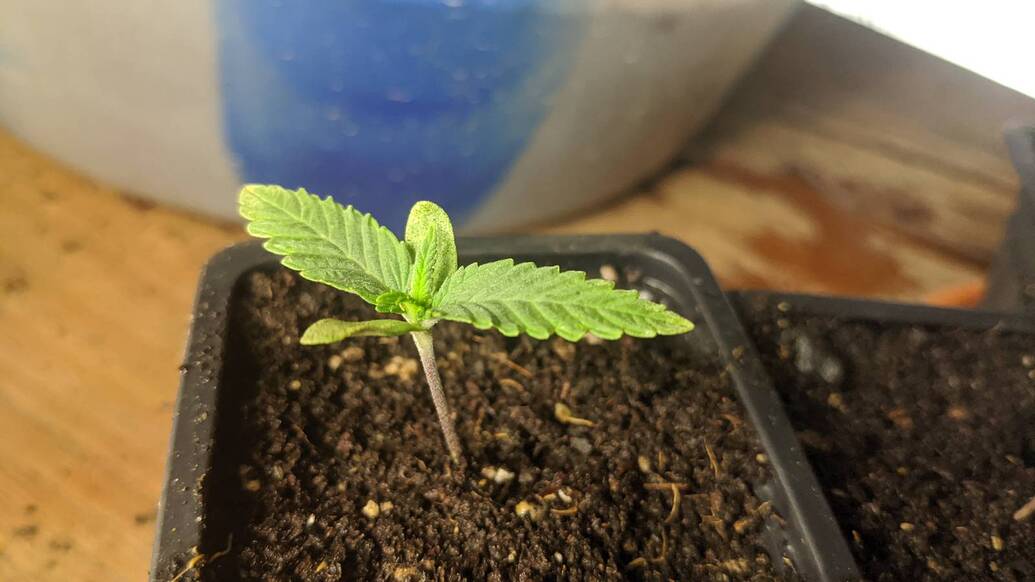 Growreport Bild 5